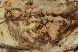 Polished Petrified Wood (Araucaria) Round - Madagascar #358034-1
